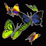 leptirici.gif, 172 KB
