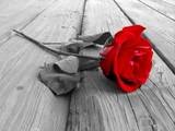 th_54992flower1.jpg, 4 KB